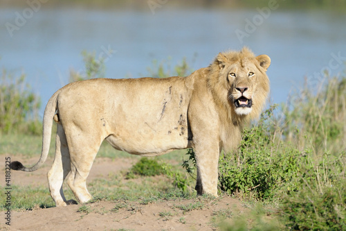 Male Lion standing on river edge.