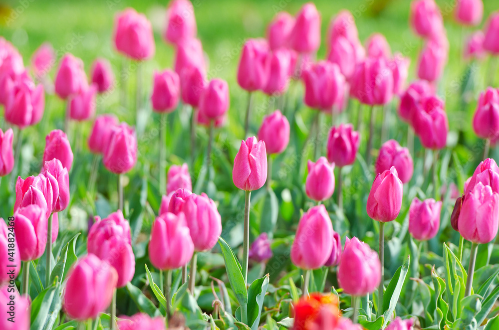 Flowers tulips in the garden