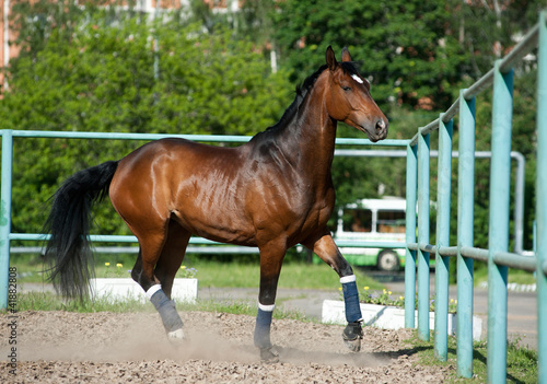 horse in paddock