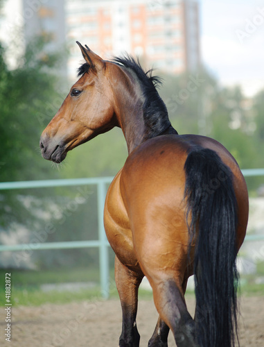 horse