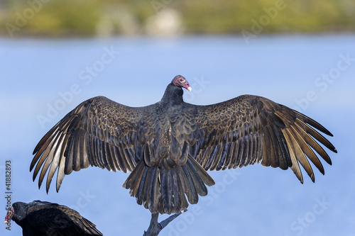 turkey vulture, cathartes aura
