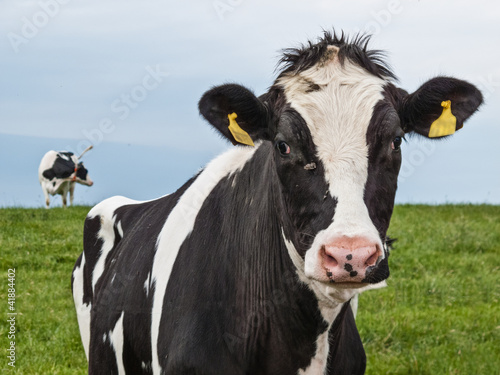 Neugierige Kuh © dermerkur