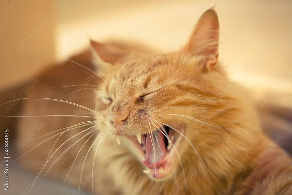 Closeup of a ginger tabby cat yawning