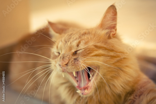 Closeup of a ginger tabby cat yawning © Aubord Dulac