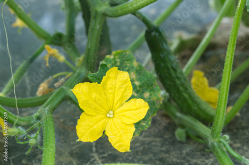 キュウリとキュウリの花