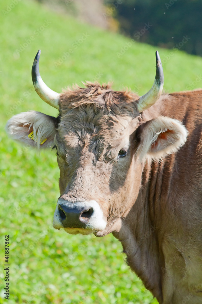 Swiss cow Swiss cow
