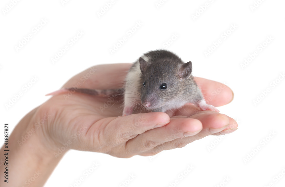 black-and-white rat black-and-white rat