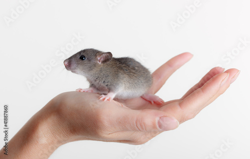 very small young rat