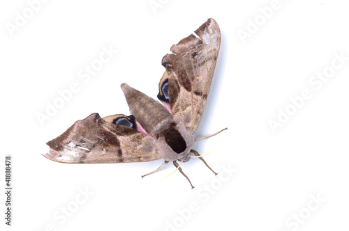 moth