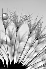 Fotobehang Paardenbloem met waterdruppels Sierlijke paardenbloem met ochtenddauw  © vencav