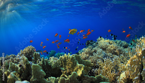 Coral reef © borisoff