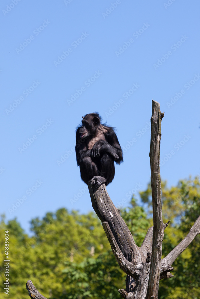 Fototapeta premium Chimpanzee
