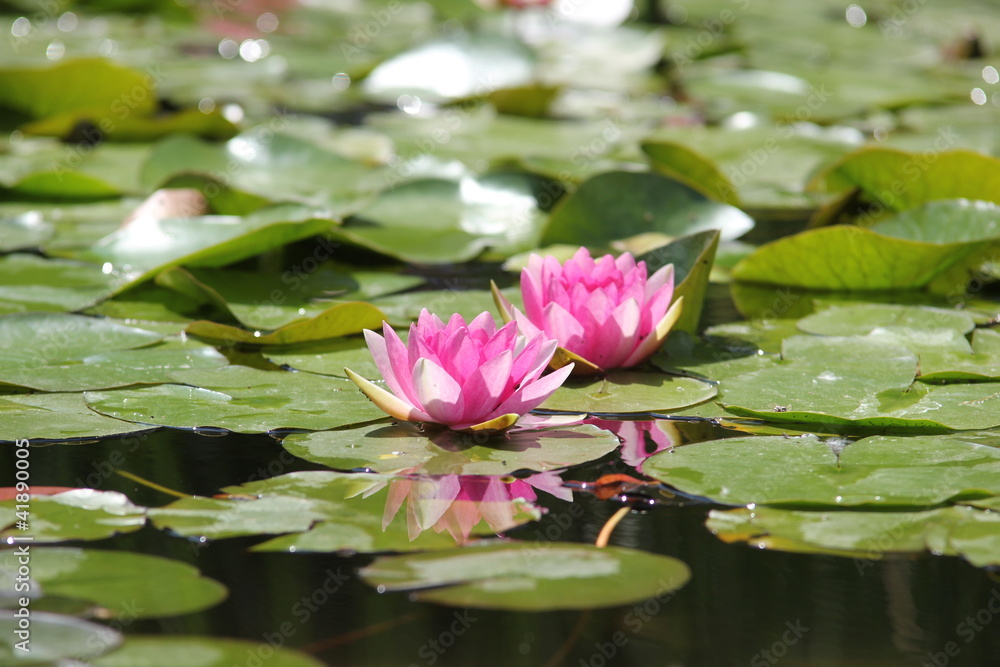 Water Lilies on the small lake of Margaret Island, Budapest Water Lilies on the small lake of Margaret Island, Budapest