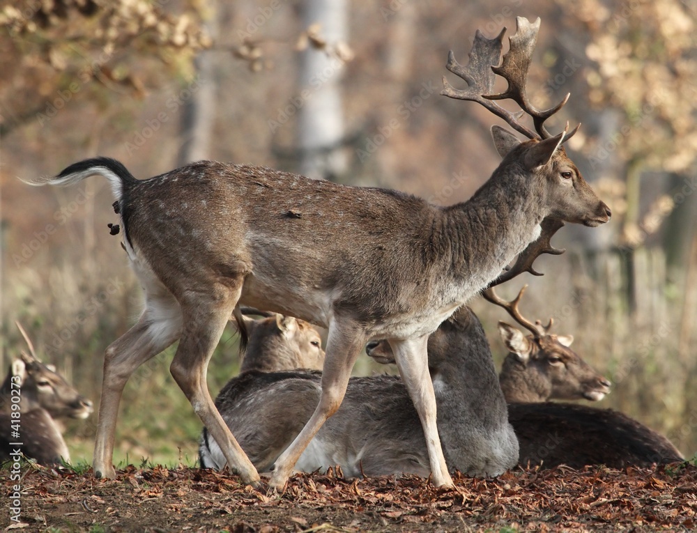 Fototapeta premium The Fallow Deer (Dama dama) - autumn.