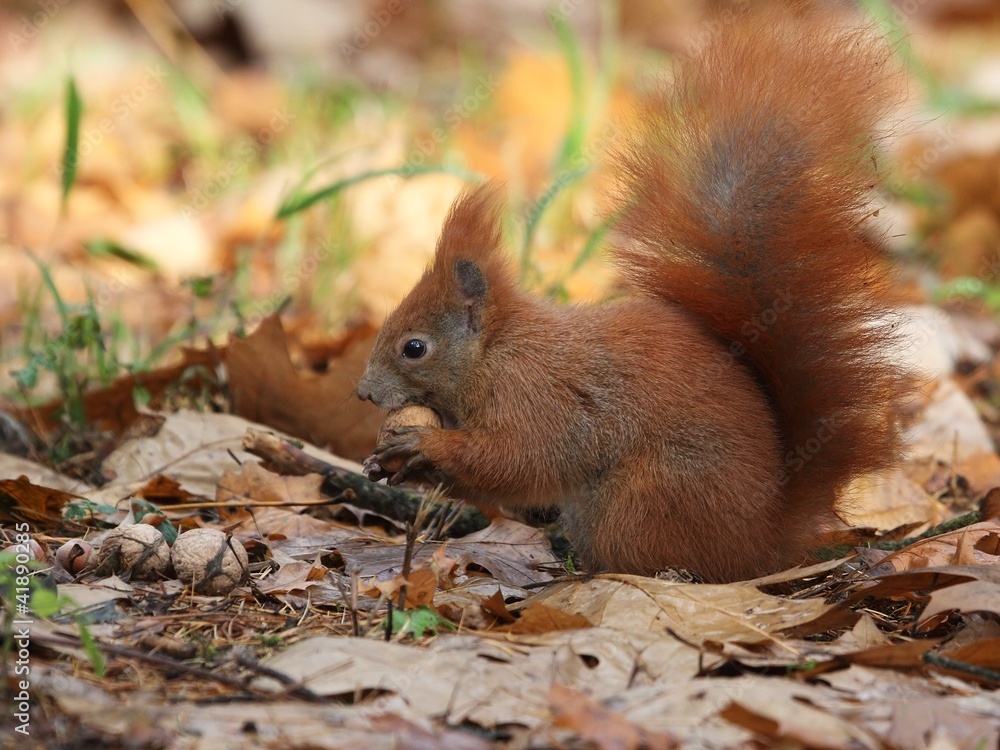 Red squirrel (Sciurus vulgaris) looking for nuts. Red squirrel (Sciurus vulgaris) looking for nuts.