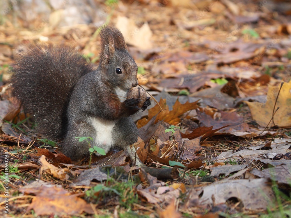 Red squirrel (Sciurus vulgaris) looking for nuts. Red squirrel (Sciurus vulgaris) looking for nuts.