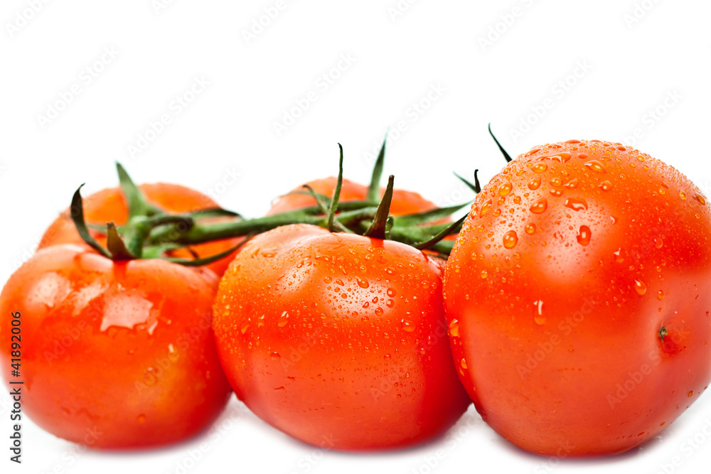 Fresh tomatoes with drops of dew Fresh tomatoes with drops of dew