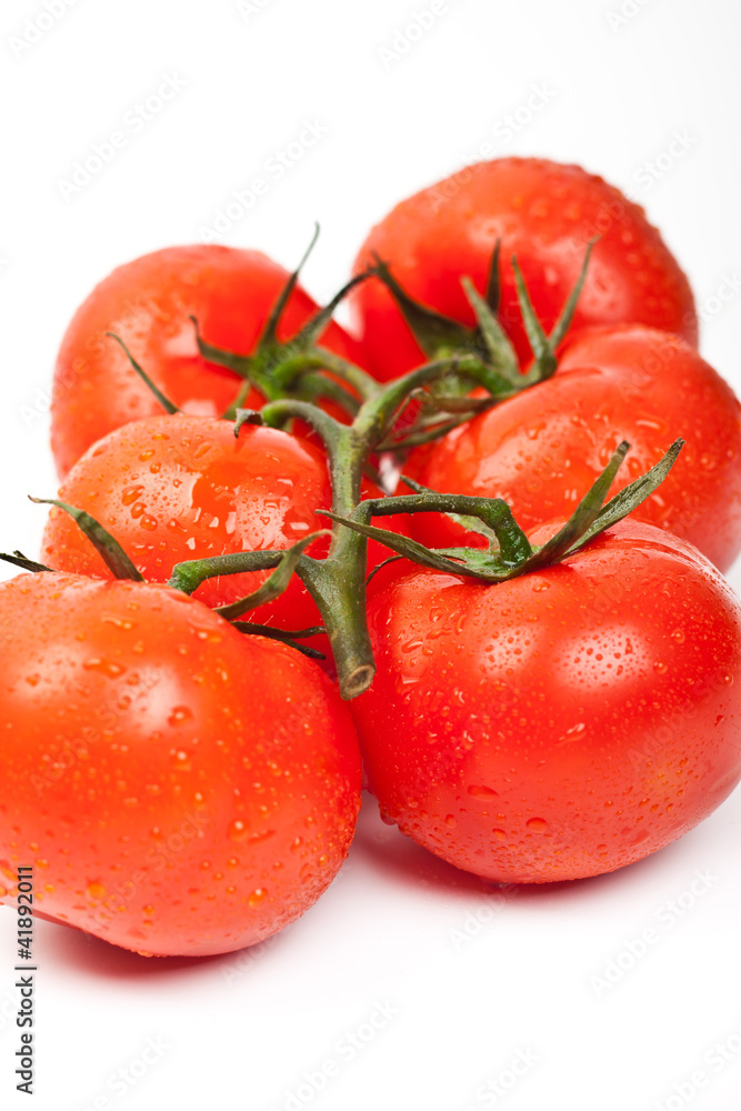 Fresh tomatoes with drops of dew Fresh tomatoes with drops of dew