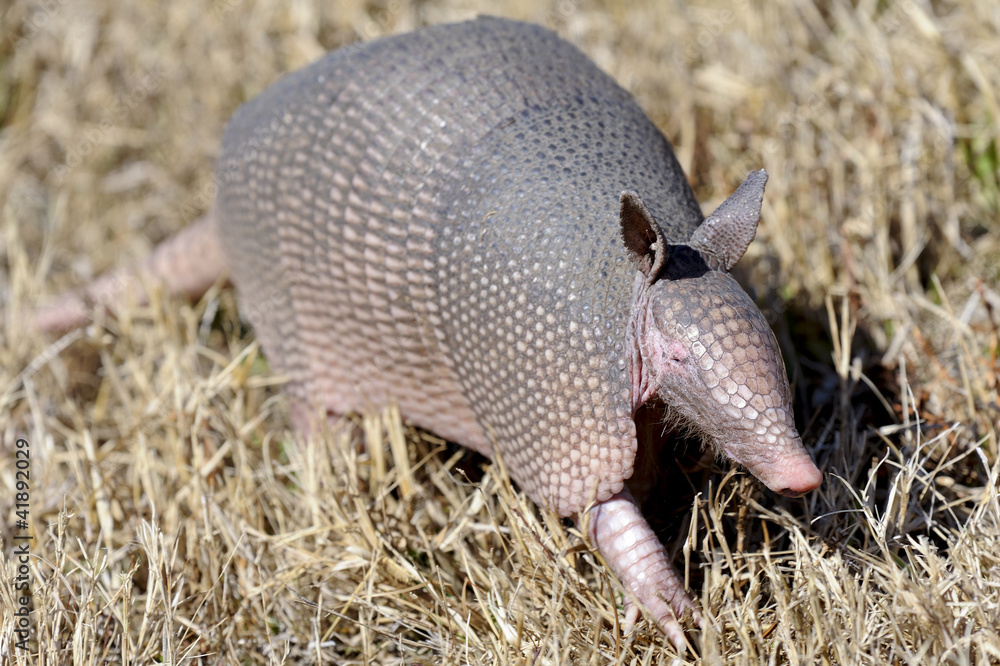 dasypus novemcinctus, nine-banded armadillo dasypus novemcinctus, nine-banded armadillo