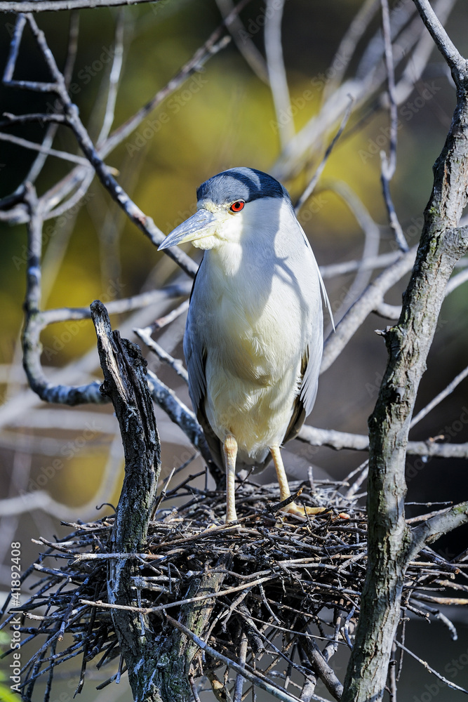 Fototapeta premium black-crowned night heron, nycticorax nycticorax