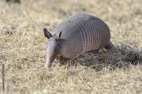 фотографія dasypus novemcinctus, nine-banded armadillo