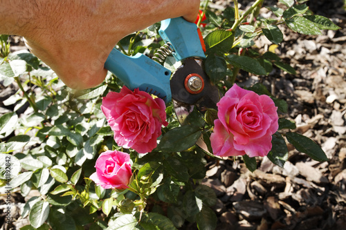 Taille des rosiers