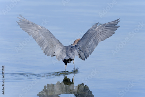 reddish egret,  egretta rufescens photo