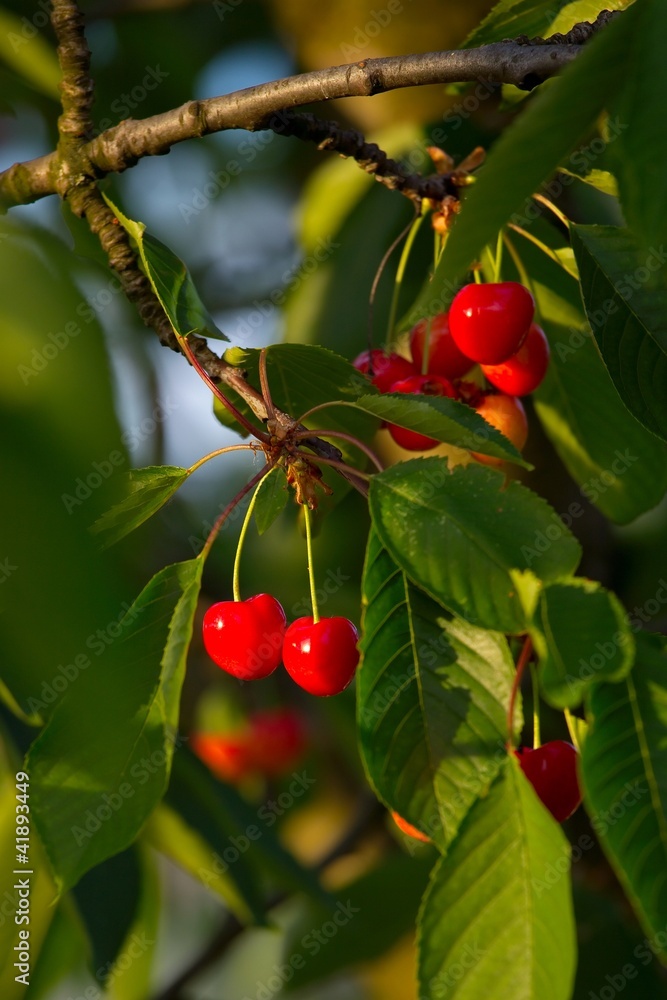 Naklejka premium Cherry