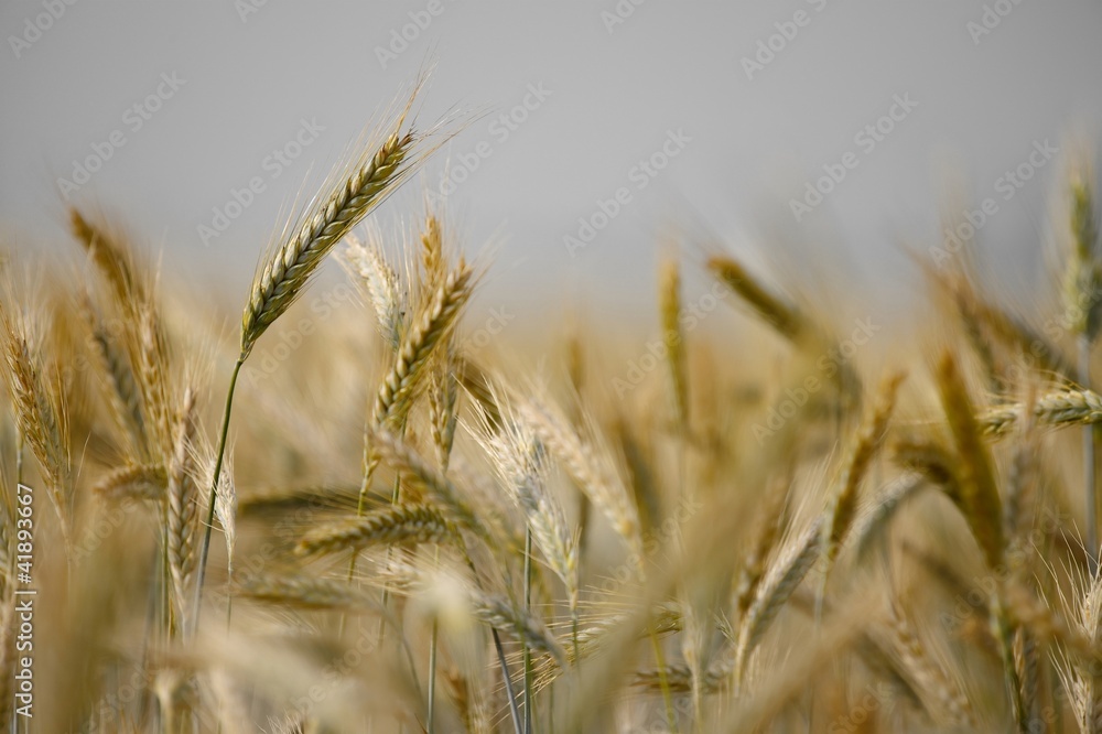 Fototapeta premium Wheat