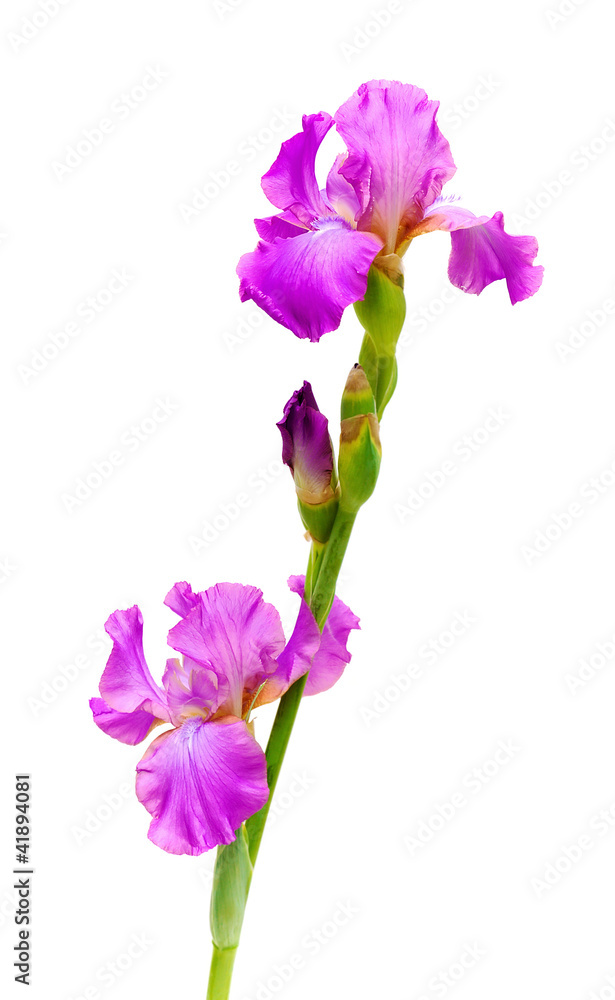 iris blooming branch on a white background