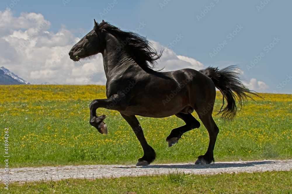 Friese StockFoto Adobe Stock