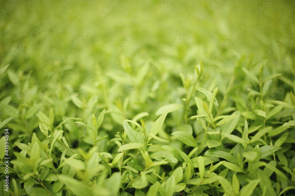 Grass Background Grass Background