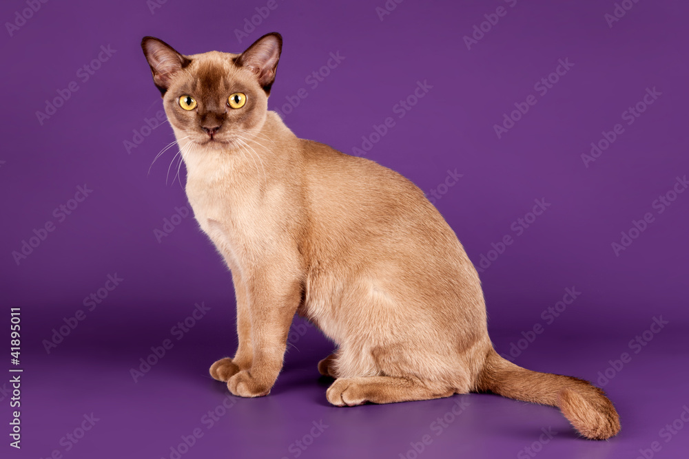 Burmese cat on violet background