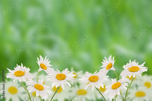 Daisies against a background of green grass