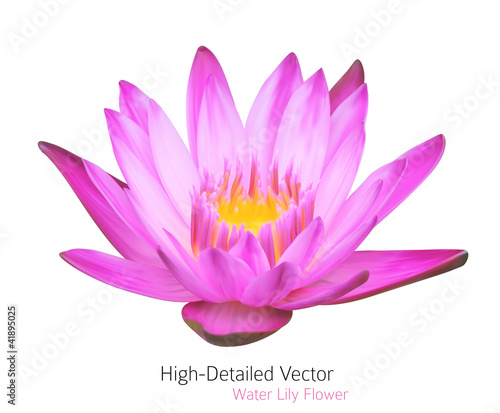 Fototapeta Naklejka Na Ścianę i Meble -  Vector Water Lily Illustration