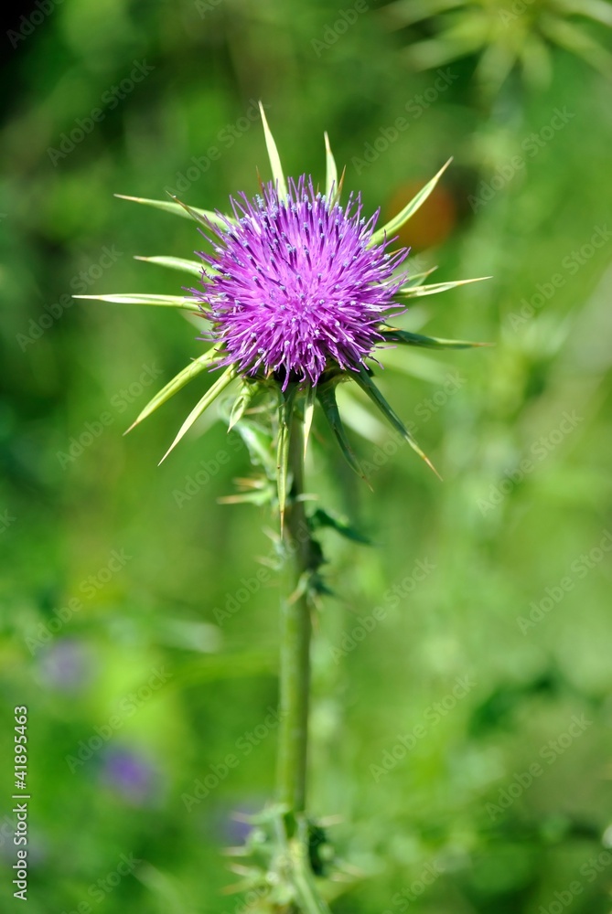 Cardo mariano - Silybum marianum Cardo mariano - Silybum marianum