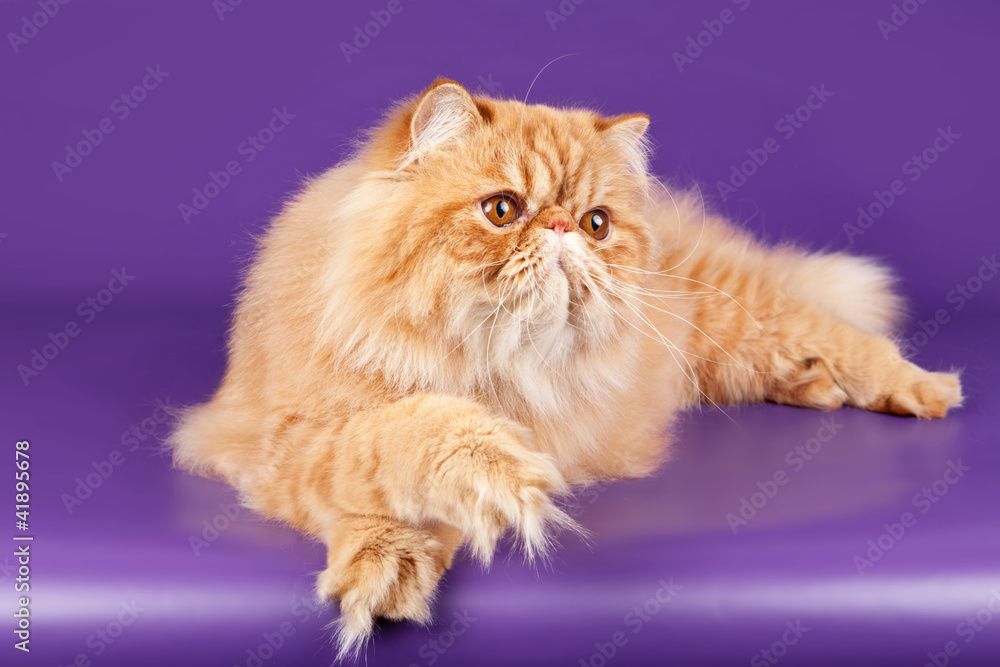 Red Persian kitten on violet background