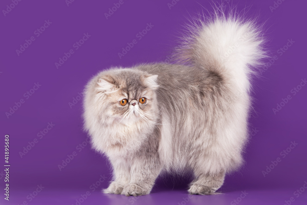 Persian kitten in the violet background