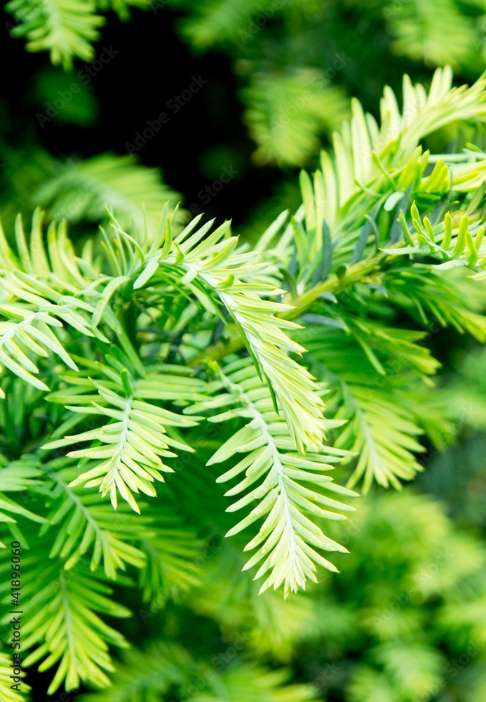 Fresh spring green conifer branch Fresh spring green conifer branch