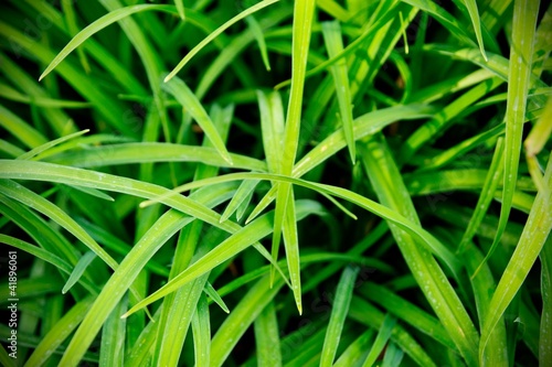 Fresh green grass macro