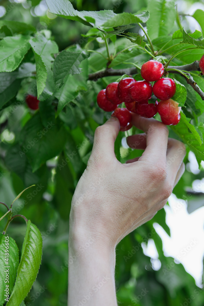 Female hand harvesting cherry from three Female hand harvesting cherry from three