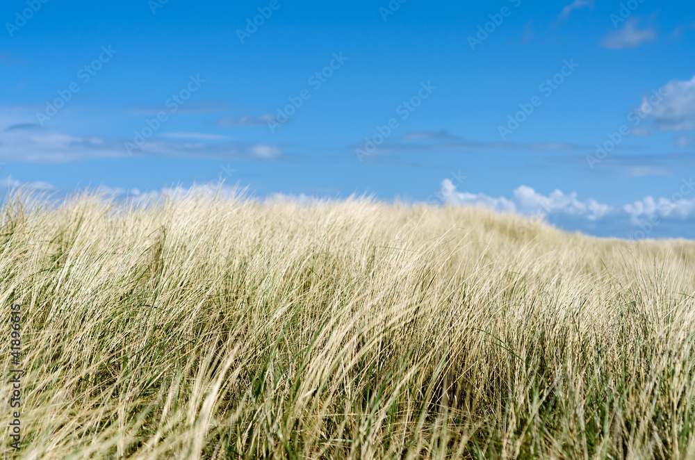 Dünengras vor blauem Himmel