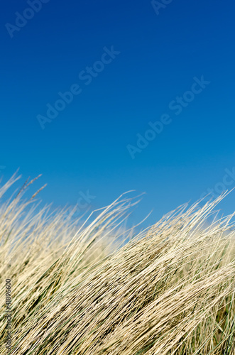 D  nengras vor blauem Himmel