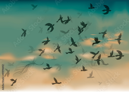Birds Migration / Sky in the summer morning