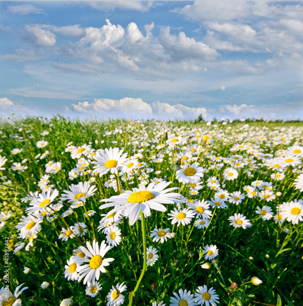 Naklejka premium Springtime: pole kwiatów daisy z błękitne niebo i chmury
