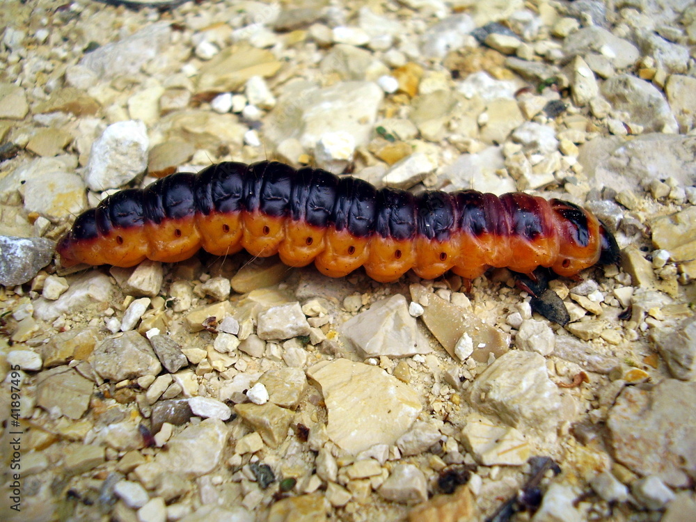 Caterpillar of the Goat Moth Cossus cossus Caterpillar of the Goat Moth Cossus cossus