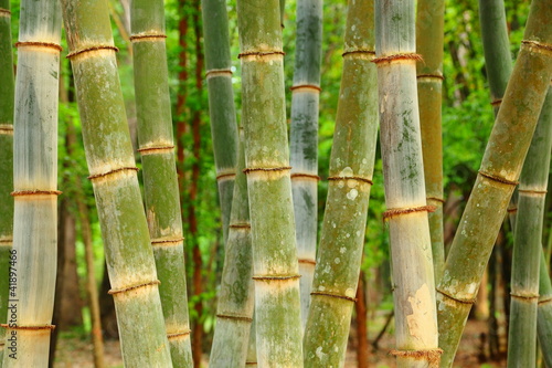 Background bamboo.