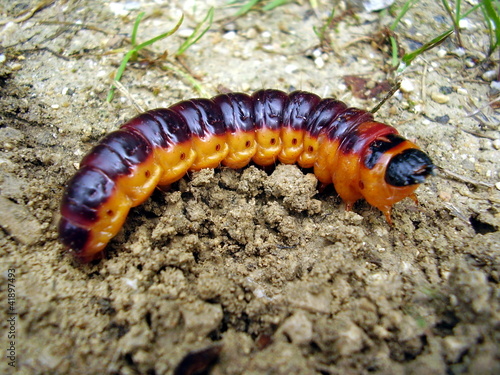 Caterpillar of the Goat Moth Cossus cossus © plazaccameraman