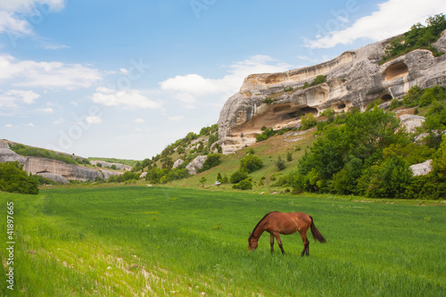 Green field, mountains and horses