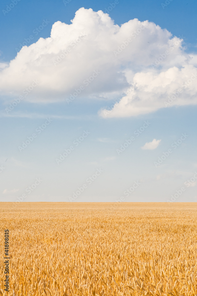 Ripe wheat field